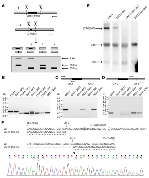 Figure 5. Dual Genome Editing of DM11 cells Using CRISPR-2 and -3