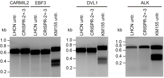 Figure S1. Low off-target cleavage by CRISPR-2 and -3 in LHCN cells. Cleavage of CRISPR-2 and - -3 at predicted off-target sites in CARMIL2, EBF-3, DVL1 and  ALK was assessed using T7E1 assays