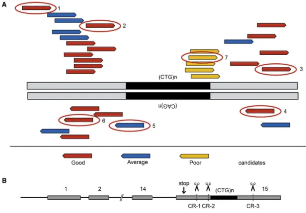 Figure 1. CRISPR Design
