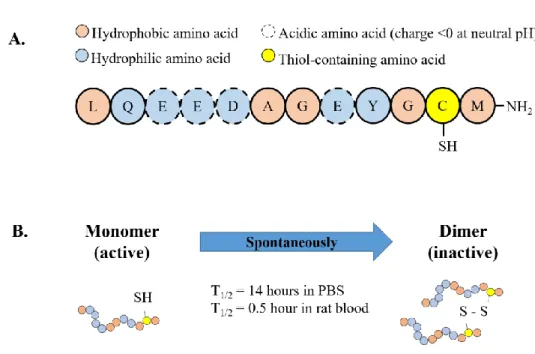 Figure 1:  A) Murine sequence of LR12 monomer peptide (Mr 1341 g/mol, calculated pI ~ 3.6) 231 