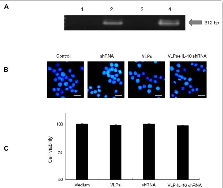 Figure 2 Effects of VLPs IL-10 shRNA on morphology and viability of RAW 264.7 cells. (A) Two preparations of IL-10 shRNA (IL-10i-1 and IL-10i- IL-10i-2) were packaged into JCV VLPs by osmotic shock