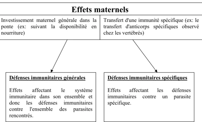 Figure 2: Actions potentielles des effets maternels sur les défenses immunitaires du  juvénile