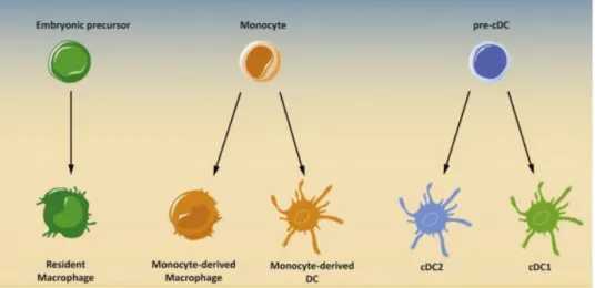 Figure 1 : Les populations de macrophages et de DC peuvent être divisées en deux catégories en fonction de leur  ontogenèse : dérivées de monocytes ou de précurseurs dédiés