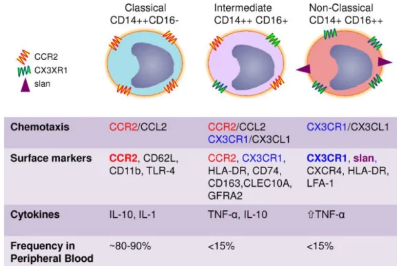 Figure 2 : Les monocytes humains sont classés en trois sous-types basés sur l'expression différentielle de CD14 et CD16 :  classique (CD14+), intermédiaire (CD14+ CD16+ ou CD14+ CD16low) et les monocytes non classiques (CD14LowCD16+)