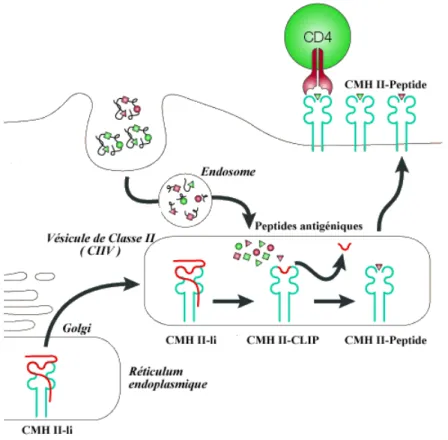 Figure 6 : Schéma de l’apprêtement des antigènes protéiques aux LTCD4+ 