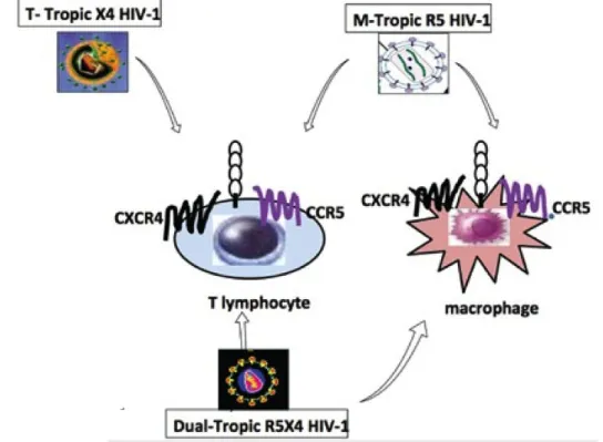 Figure 10 : Les macrophages et les LT expriment CCR5 et CXCR4. Les souches de VIH M- infectent les macrophages et les  lymphocytes en utilisant CCR5, tandis les souches T- infectent uniquement les lymphocytes en utilisant CXCR4