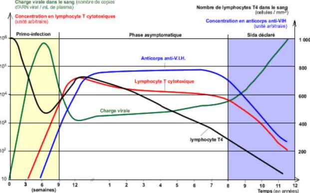 Figure 13 : Évolution des paramètres virologiques et immunologiques au cours de l’infection par le VIH  Tiré de : http://acces.inrp.fr/acces/logiciels/externes/winmdi/cytometrie-et-sida/accueil.htm 