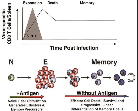 Figure  1 :  Mise  en  place  de  l'immunité  adaptative  lors  de  la  rencontre  avec  un  antigène  spécifique  (d'après  (Wherry  et  Ahmed  2004)  -  N:  LT  naïfs,  E:  LT  effecteurs, Memory: LT mémoires) 