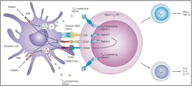Figure 2 : Activation des LT naïfs: rôle des 3 signaux d'activation lymphocytaire  (d’après (Kapsenberg 2003)) 