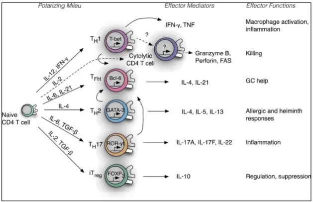 Figure  3  :  Différenciation  lymphocytaire  et  fonctions  effectrices  des  LT  CD4  helpers (d’après (Swain, McKinstry, et Strutt 2012)) 