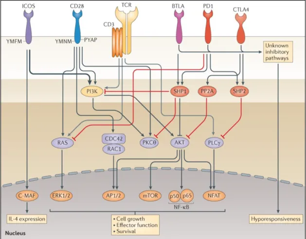 Figure 5 : Implication des récepteurs activateurs et inhibiteurs de la superfamille  CD28 dans le cycle d’activation lymphocytaire (d’après (L