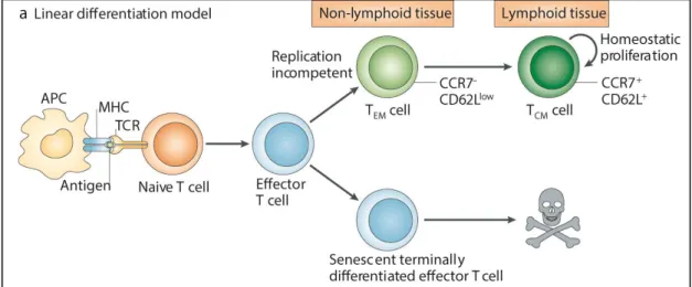 Figure 6 : Génération et maintien de la réponse mémoire lymphocytaire T selon le  modèle de différenciation linéaire (d’après (Ahmed et al