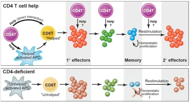 Figure  9  :  Aide  lymphocytaire  médiée  par  les  lymphocytes  T  CD4  au  développement et au  maintien  de la réponse  T CD8  mémoire (d’après  (Kaech et  Ahmed 2003)) 