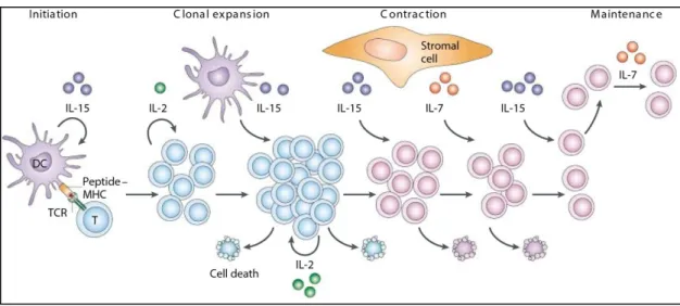 Figure  10  :  Implication  des  cytokines  dans  l’élaboration  et  le  maintien  de  l’immunité T effectrice primaire et  de  l’immunité  mémoire (d’après  (Schluns et  Lefrançois 2003)) 