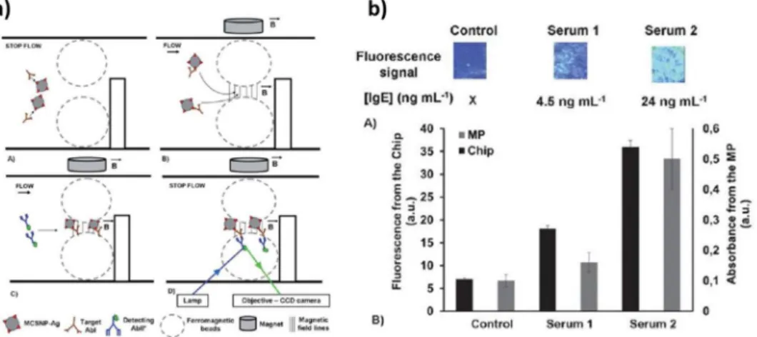 Figure 1.11 : a) Principe d’agglomération des nanoparticules magnétiques dans le système microfluidique 33 ,  b)  mesure  du  signal  de  fluorescence  sur  l’échantillon  de  contrôle  et  les  sérums  de  patient  à  concentration  différentes en IgE 33 