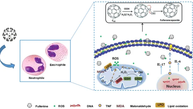 Figure 1. Mécanisme possible de la réaction du fullerène avec les ROS (88).  
