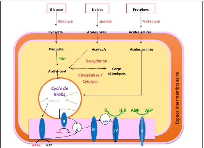 Figure 1. Mitochondrie. Le pyruvate par la glycolyse se transforme en acétyl-coA par  PDHc