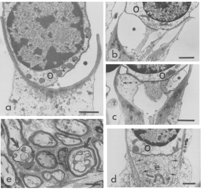 Fig.  4.  Effects  of  crossed  olivocochlear  bundle  section.  Transmission electron  micrographs  a,  b,  c  and  d  depict  the  synaptic  poles  of  outer  hair  cells  (O)