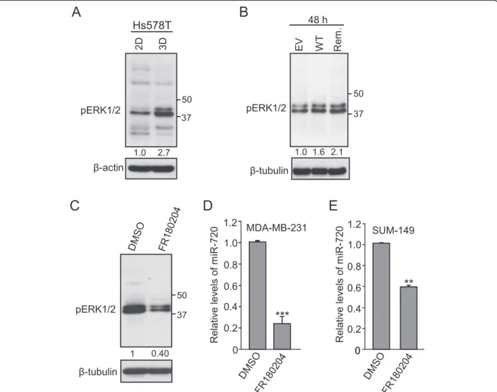 Fig. 4 ADAM8 promotes ERK activation, which is required for miR-720 expression. a Hs578T cells were cultured on plastic (two-dimensional (2D)) or in suspension (three-dimensional (3D)) for 48 h