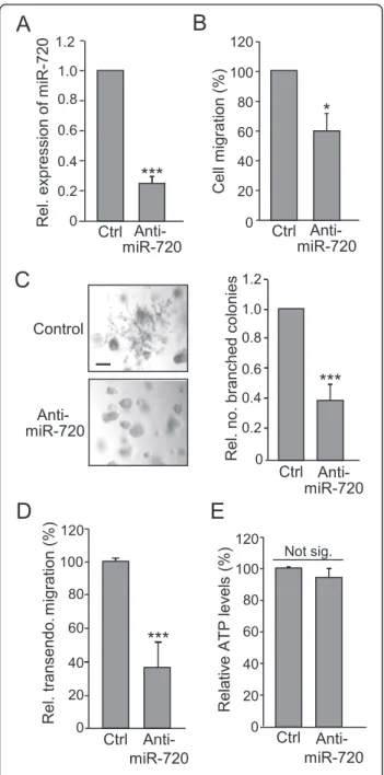 Fig. 5 miR-720 maintains the migratory and invasive properties of MDA-MB-231 cells. MDA-MB-231 cells were transfected with 50 nM anti-miR-720 or anti-miR-negative control (Ctrl) for 48 h