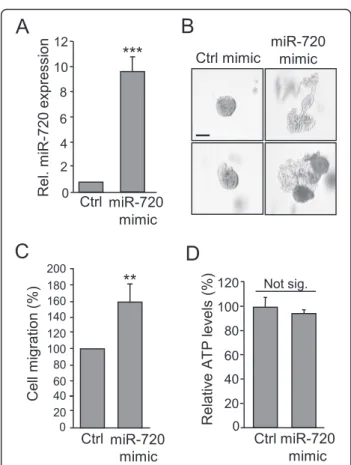 Fig. 6 miR-720 maintains the migratory and invasive properties of SUM-149 cells. SUM-149 cells were transfected with 50 nM anti-miR-720 or anti-miR-negative control (Ctrl) for 48 h, and either RNA isolated or cells subjected to functional assays