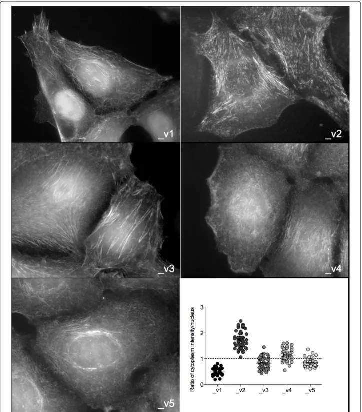 Figure 5 SEPT9 isoforms localize in different cellular compartments. Fluorescence microscopy of MCF7 clones expressing individual GFP- GFP-SEPT9 isoforms (gray scale)
