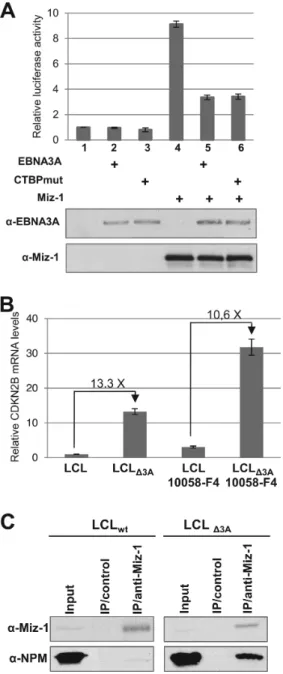 Figure 9. Mechanims of inhibition by EBNA3A of the MIZ-1-dependent activation of the CDKN2B transcription