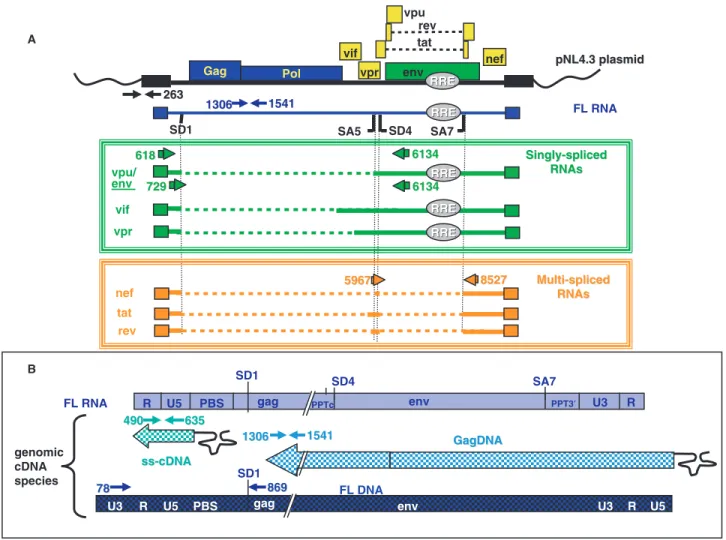 Figure 2. Strategy for RT–PCR and PCR analyses of viral RNA and corresponding cDNA. (A) Schematic representation of templates and primers used for the RT–PCR analyses of HIV-1 RNAs resulting from proviral pNL4-3 plasmid expression