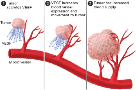 Figure 2.1: Tumor angiogenesis process [1].