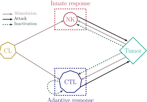 Figure 2.2: A non-exhaustive scheme of immune interactions, CL stands for circulating lymphocytes, NK for natural killer cells and CTL for cytotoxic T lymphocytes.