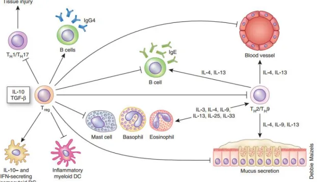 Figure  4 :  Effet  des  lymphocytes  Treg  dans  la  suppression  des  voies  de  signalisation  pro-inflammatoires dans la réponse à l’allergène