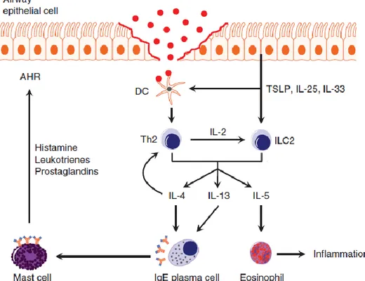 Figure  5 :  Représentation  schématique  de  la  cascade  inflammatoire  dans  l’asthme  allergique