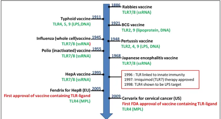 Figure 8. Vaccine developement and implications for TLR-agonist use. 