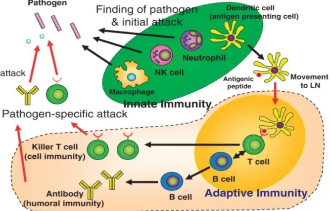 Figure 9 : Réponses immunitaires innées et adaptatives. NK : les cellules « Naturel killer », LN : 