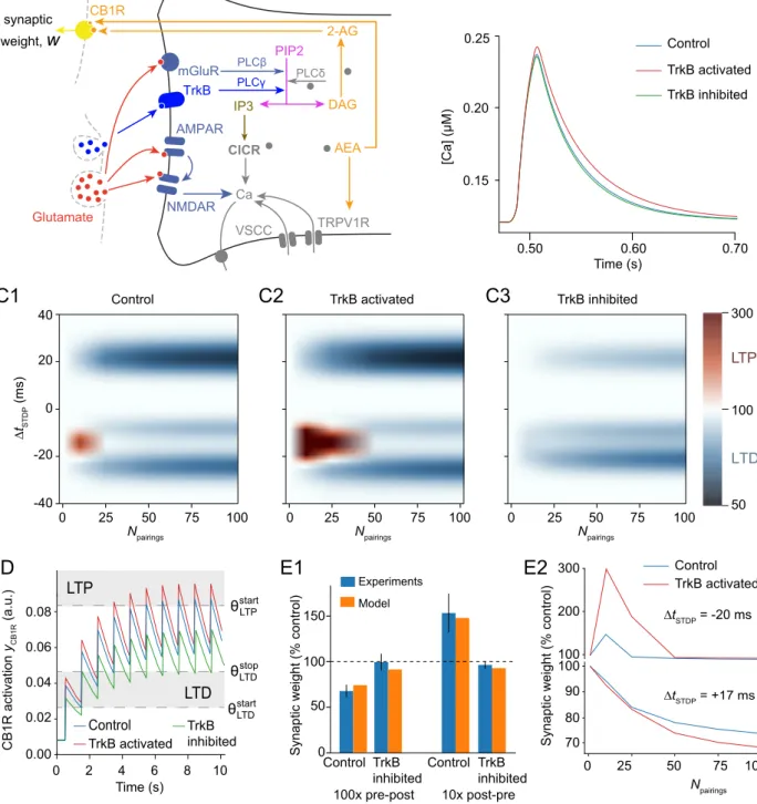 Figure 5 DAGPIP2 IP3 2-AG NMDAR mGluR AMPAR Ca CICR Glutamate VSCC AEA TRPV1RCB1RATrkBsynaptic weight, w [Ca] (µM) 0.15 0.50 0.600.20 0.70 Time (s)B Control 02040 -20 -40∆tSTDP (ms) 0 25 50 75 100 N pairings Control TrkB activatedTrkB inhibited0255075100Np