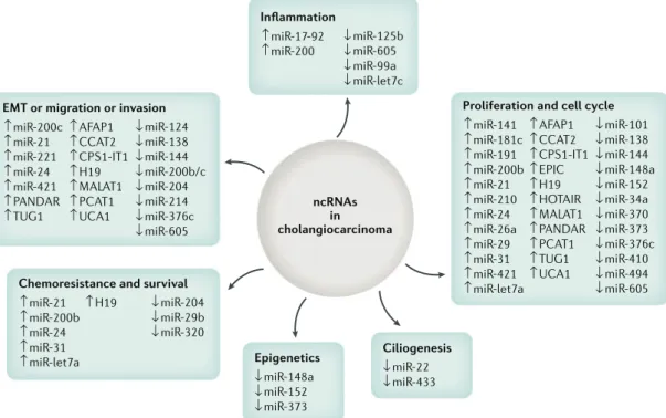 Fig. 4 | Non-coding RNAs in cholangiocarcinoma and their relationship with different tumorigenic processes