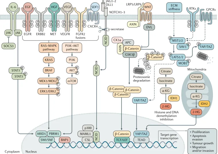 Fig. 5 | Signalling pathways involved in cholangiocarcinoma development and progression