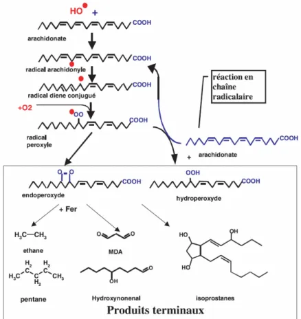 Figure 2. Mécanisme en chaîne de la peroxydation des acides gras polyinsaturés et nature des  produits terminaux formés (Favier, 2003)