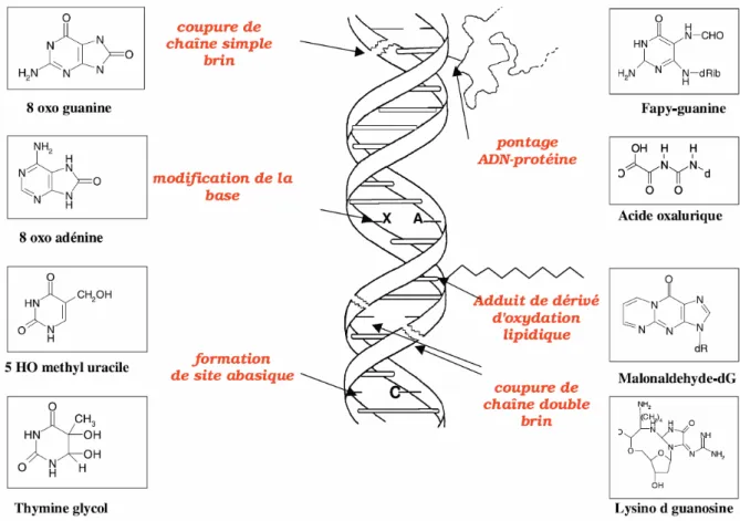 Figure 3. Lésions de l’ADN formées par attaque radicalaire. Figure centrale : mécanismes généraux