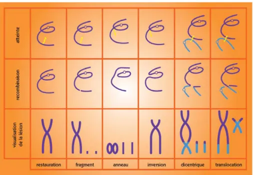 Figure 4. Nature et formation des aberrations chromosomiques. Selon la position et le nombre de  lésions de l’ADN et en fonction de la qualité de la réparation ou de la recombinaison du  chromosome sur lui-même ou avec un autre, soit des chromosomes normau