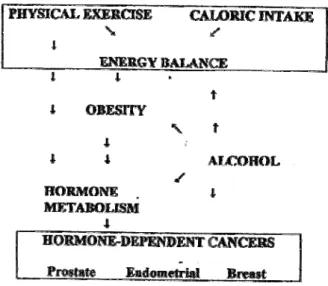 Figure 2 proposes a model to illustrate the relationship  between the various factors acting on obesity,  hormone-dependent cancer and hormones