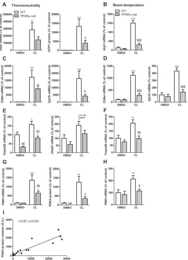 Figure 5: PPAR a de ﬁ ciency disrupts WAT britening-induced PDK4 expression in vivo . (A, C, E, G and I) WT and PPAR a -null male mice housed at thermoneutrality were treated with CL316,243 (CL, 0.1 mg/kg/d) or vehicle (DMSO) for 10 days