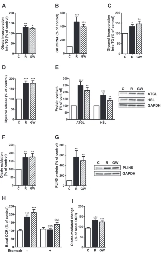 Figure 2: Britening of white adipocytes induces anabolic and catabolic pathways of fat metabolism
