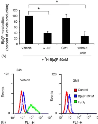 Fig. 3 – GM1 did not affect p53 activation in B[a]P-treated F258 cells. p53 phosphorylation on serine 15 and translocation to the nucleus were analyzed by immunofluorescence