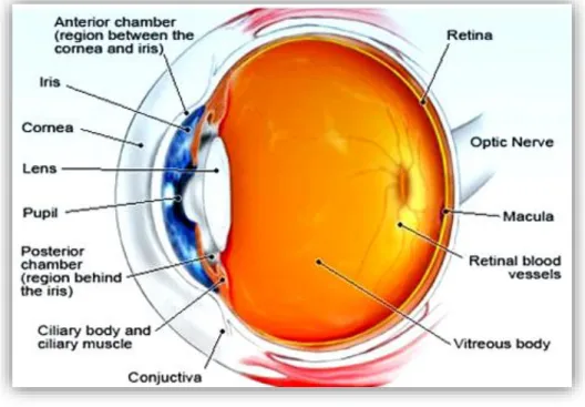 Fig. 1: Eye's anatomy [4] 