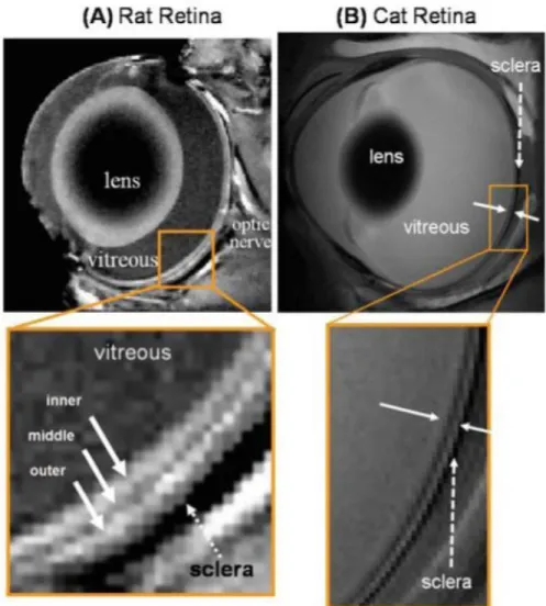Fig. 23: A presentation of anatomical MRI of a Rat and Cat retina [41] 
