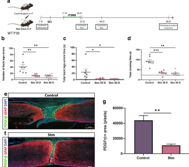 Fig. 7 rTSMS-based treatment enhances functional recovery and modulates scar formation in a chronic condition in juvenile mice