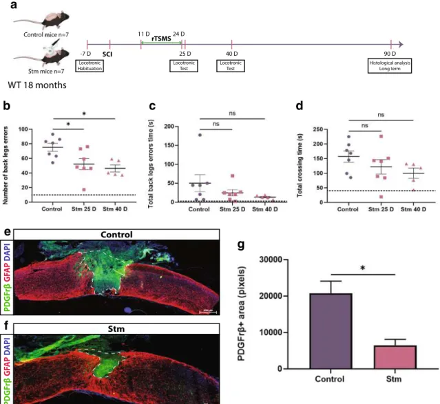 Fig. 8 rTSMS-based treatment enhances functional recovery and modulates scar formation in a chronic condition in aged mice