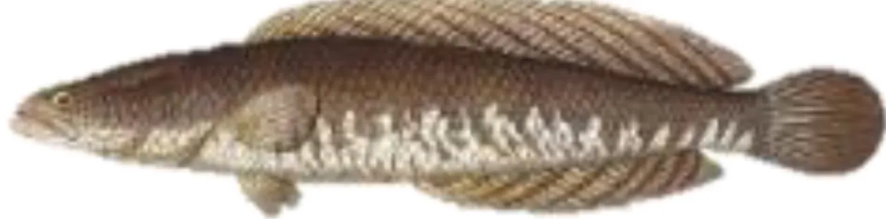 Figure 1.2  Photos of the  striped snakehead  Channa striata  (Bloch, 1793). The photo  were  derived from Rainboth (1996)