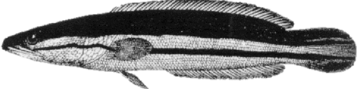 Figure 1.3 Photos of the giant snakehead Channa micropeltes (Cuvier, 1831). This photo  was retrieved from Rainboth (1996)